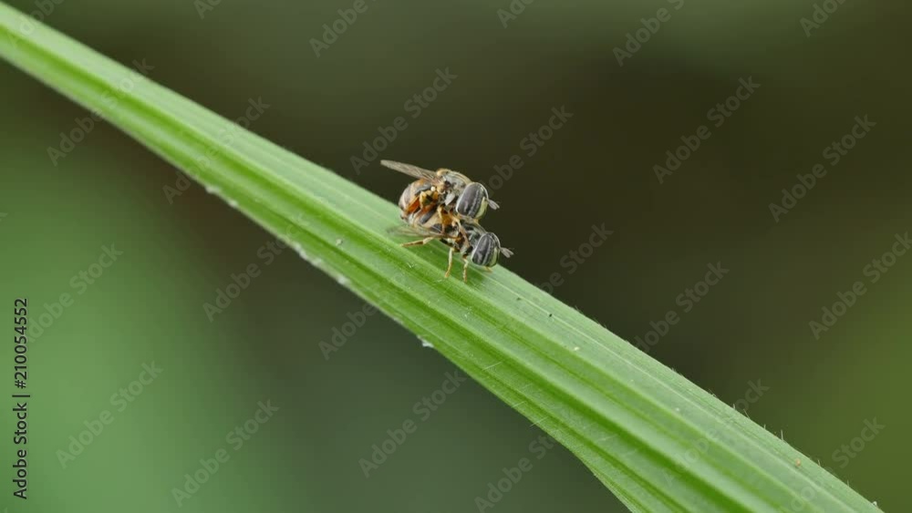 Close-up insect mating on green leaf. Close-up insect mating on green leaf.