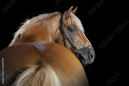 Horse from behind black background