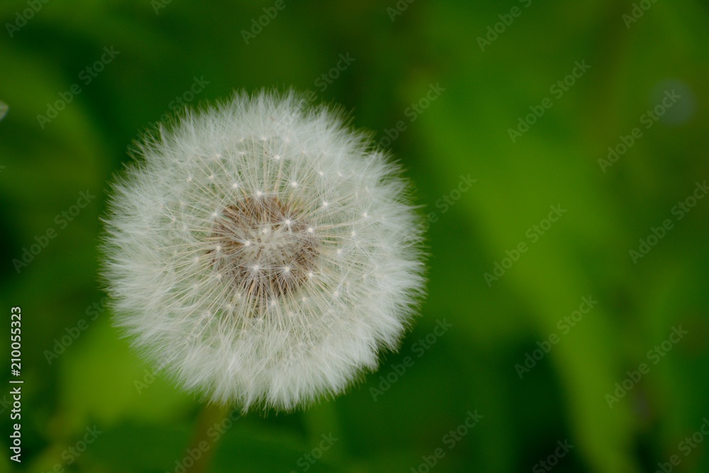 Fluffy dandelion flower Fluffy dandelion flower