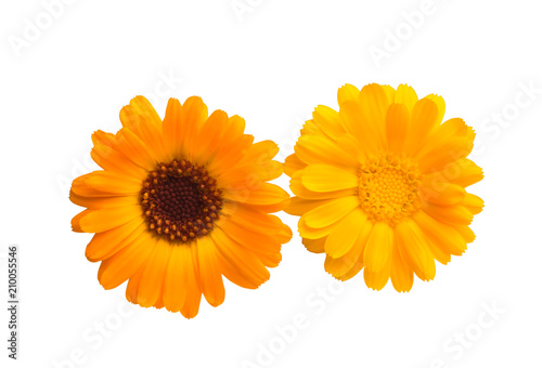 marigold flowers isolated