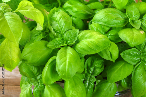 Fresh green basil plant for healthy cooking, herbs and spices.