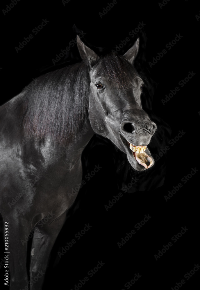 Fototapeta premium black horse tongue out