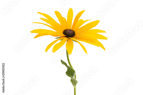 Rudbeckia flowers isolated photo