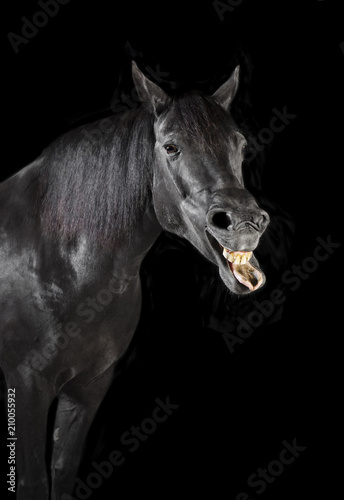 Fototapeta Naklejka Na Ścianę i Meble -  black horse tongue out