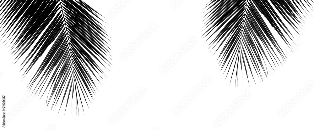 Obraz premium black palm coconut leaf isolated on white background