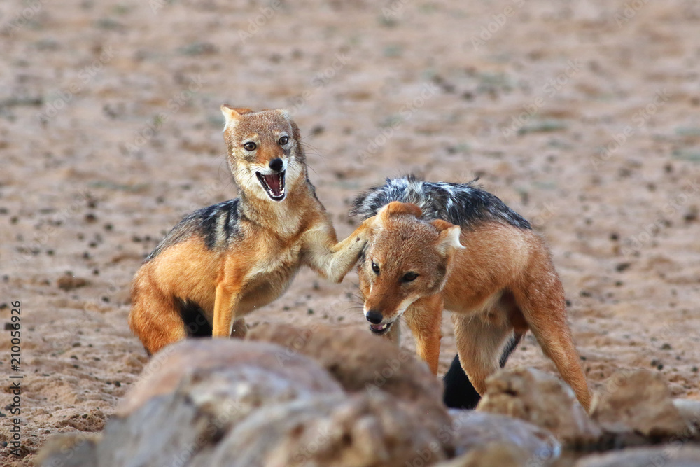 The pair of black-backed jackal (Canis mesomelas) is fighting close to waterhole. Predator in action with open mouth in the evening. The pair of black-backed jackal (Canis mesomelas) is fighting close to waterhole. Predator in action with open mouth in the evening.