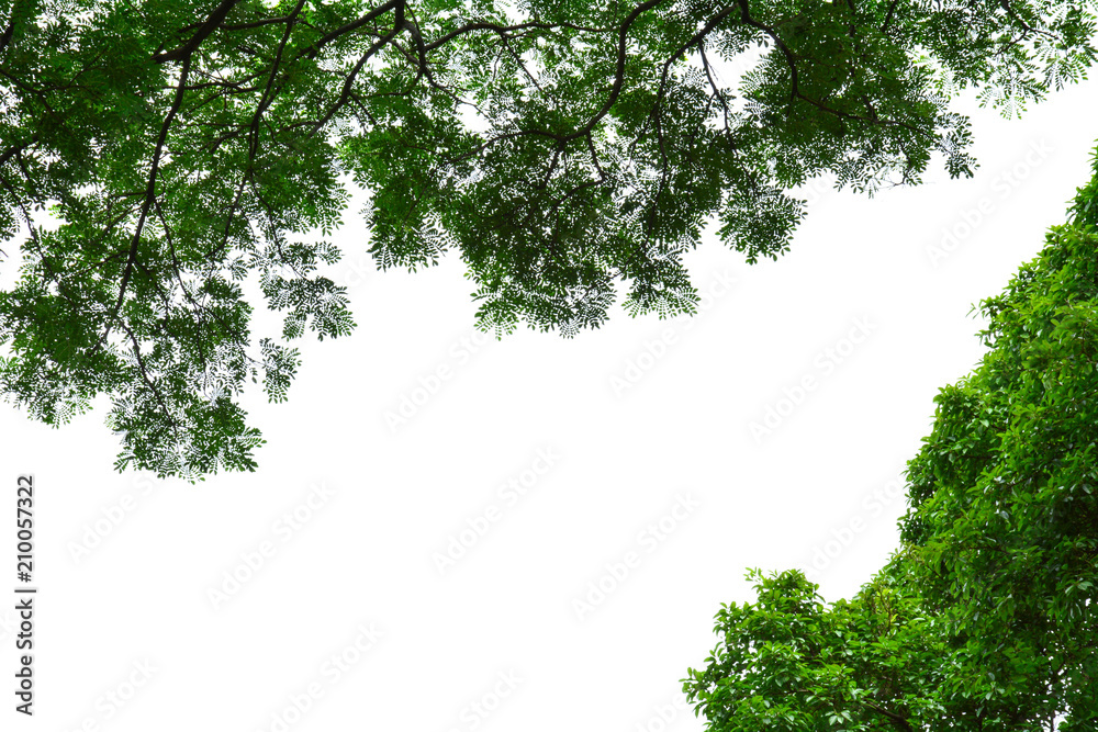 Fototapeta premium beautiful tree branch and green leaf isolated on white background