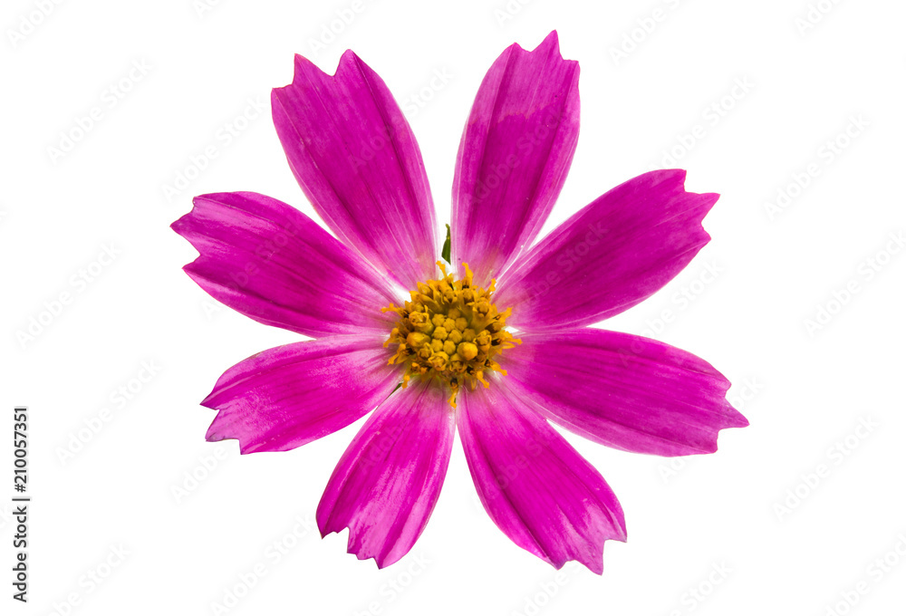 kosmeya flowers isolated kosmeya flowers isolated