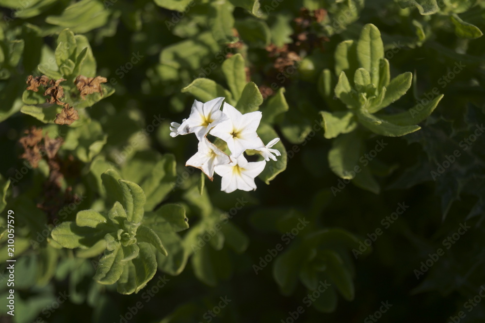 White wild flowers growing on the Black Sea White wild flowers growing on the Black Sea