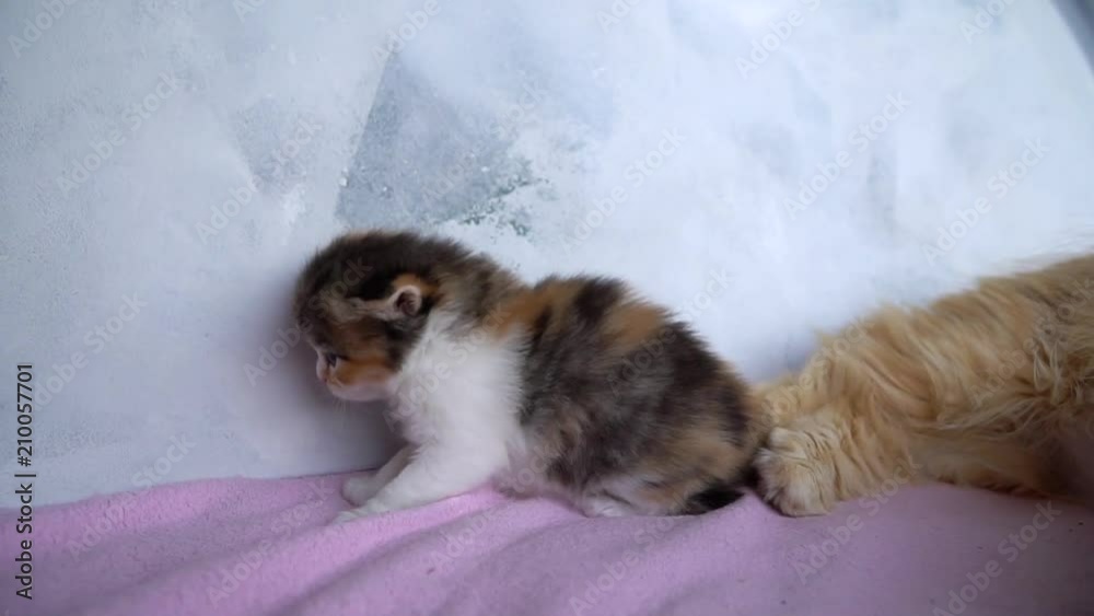 the kittens are sniffing the kittens are sniffing