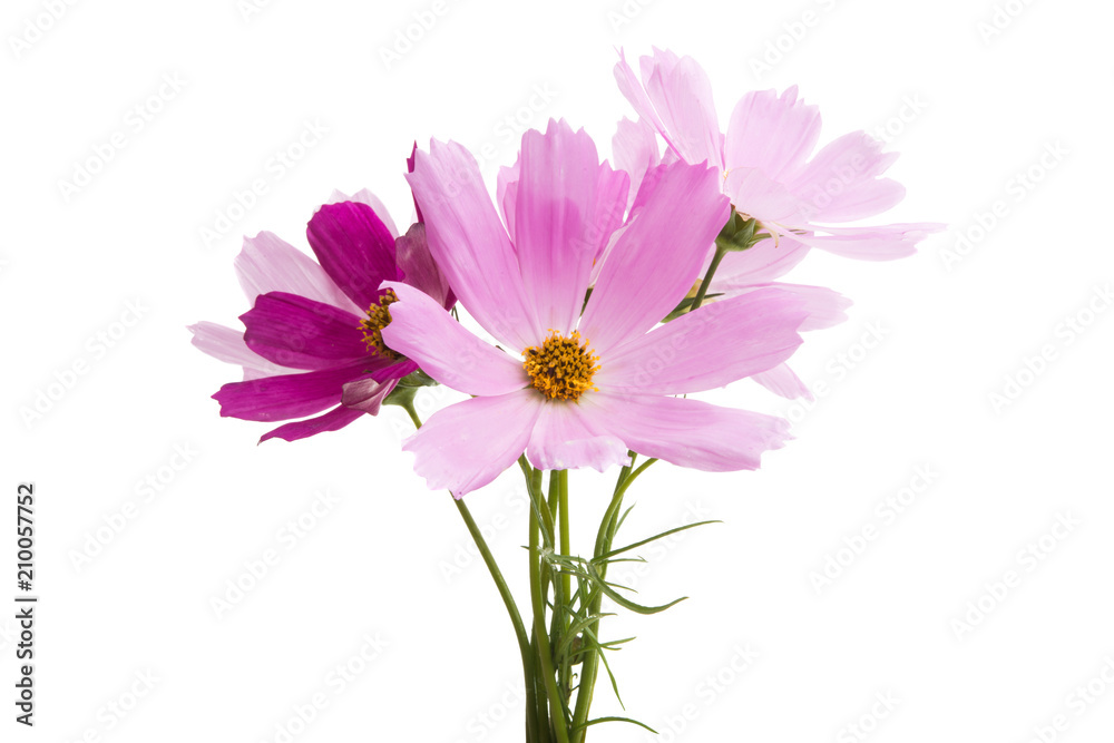 kosmeya flowers isolated