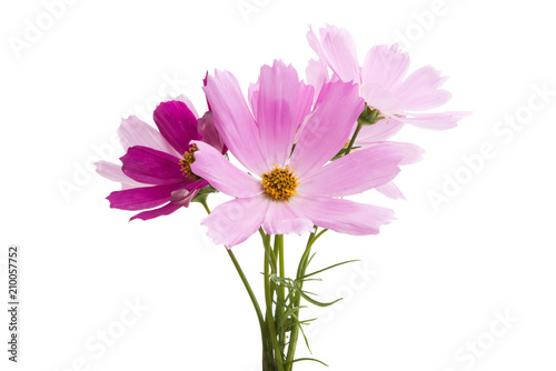 kosmeya flowers isolated