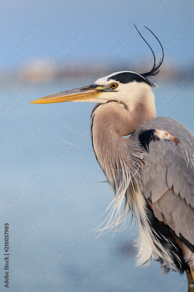 Obraz premium Great Blue Heron NWF