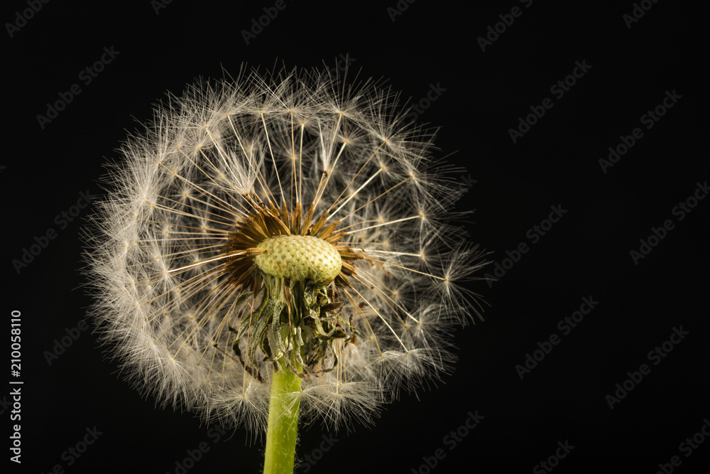 Dandelion Seedpods on Black Dandelion Seedpods on Black