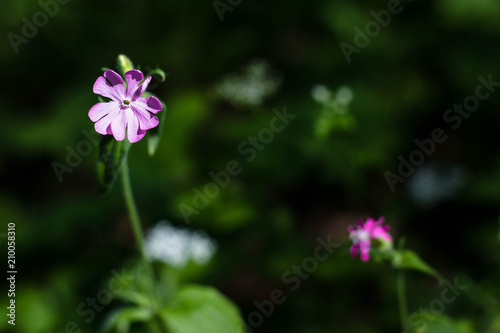fleur rose
