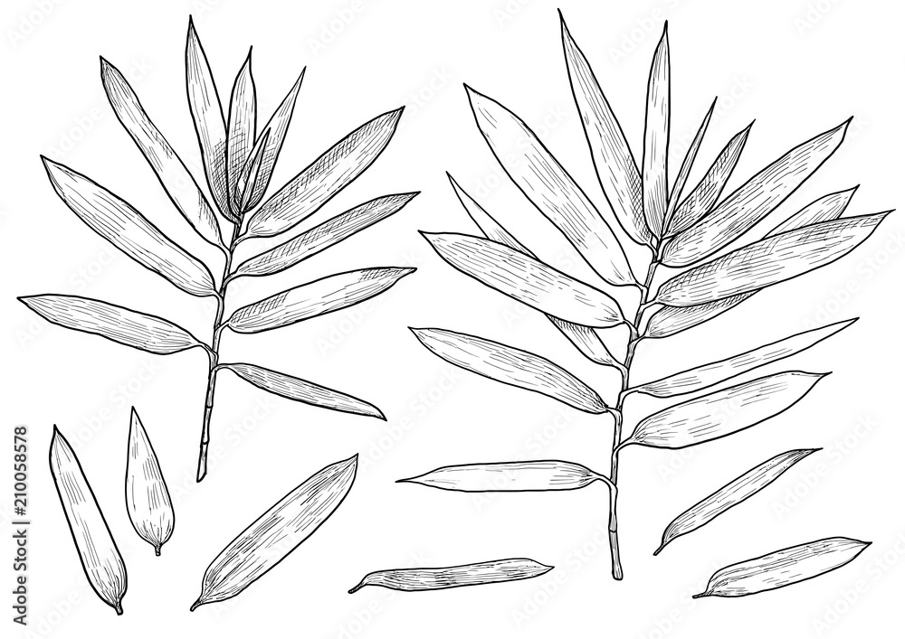 Fototapeta premium Bamboo branch, leaf illustration, drawing, engraving, ink, line art, vector