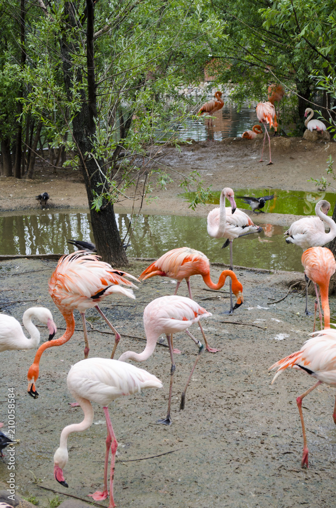 Flamingos in Moscow zoo Flamingos in Moscow zoo