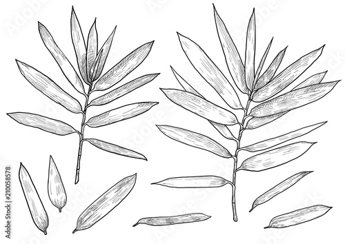 Bamboo branch, leaf illustration, drawing, engraving, ink, line art, vector