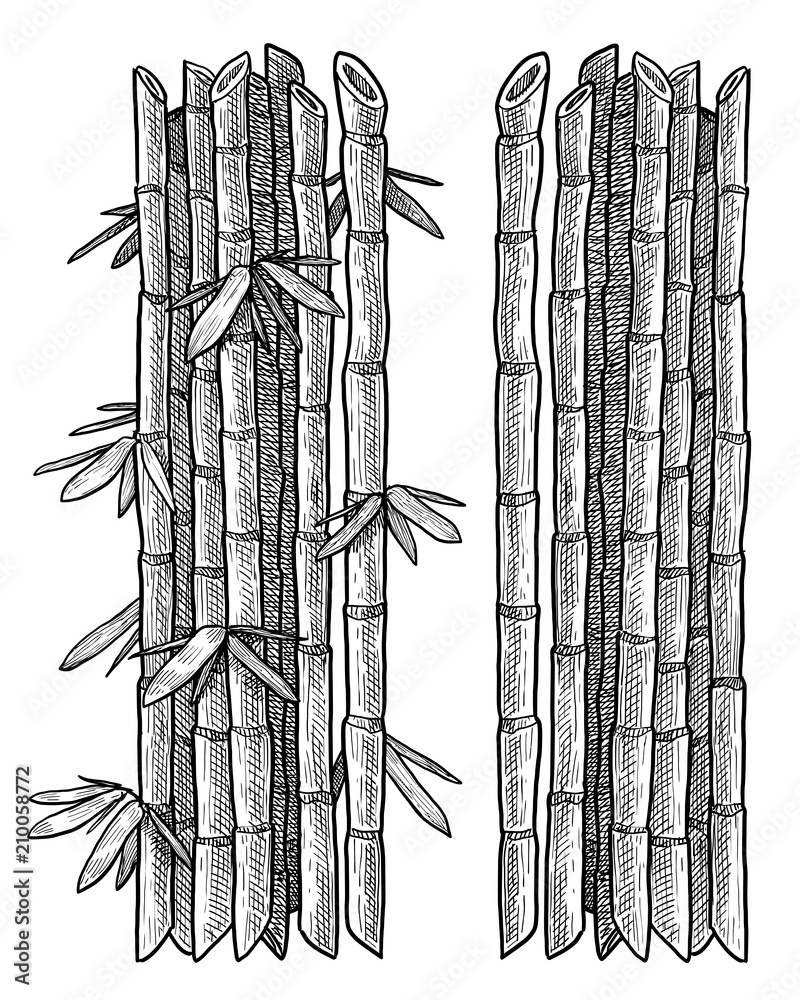 Naklejka premium Bamboo branch, leaf illustration, drawing, engraving, ink, line art, vector