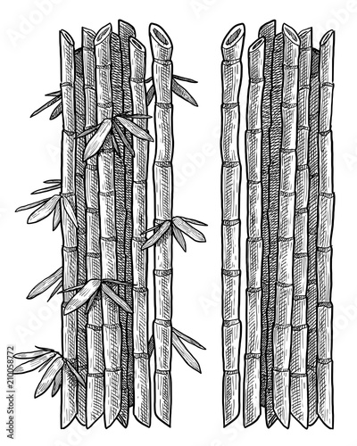 Bamboo branch, leaf illustration, drawing, engraving, ink, line art, vector