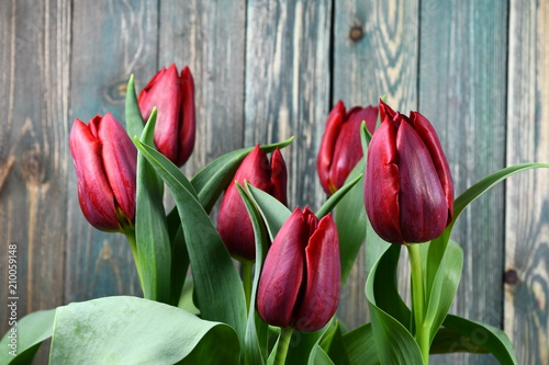 Red tulips on the wood background