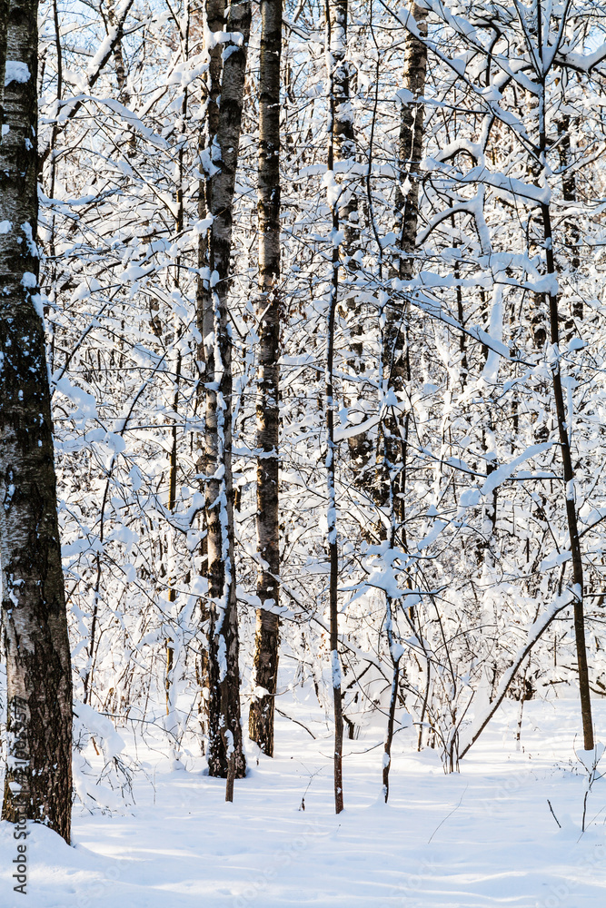 Fototapeta premium snowy woods in forest in sunny winter day