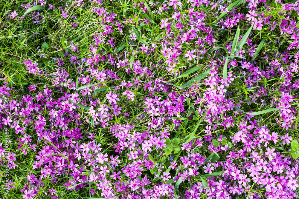 pink flowers of phlox subulata on green lawn