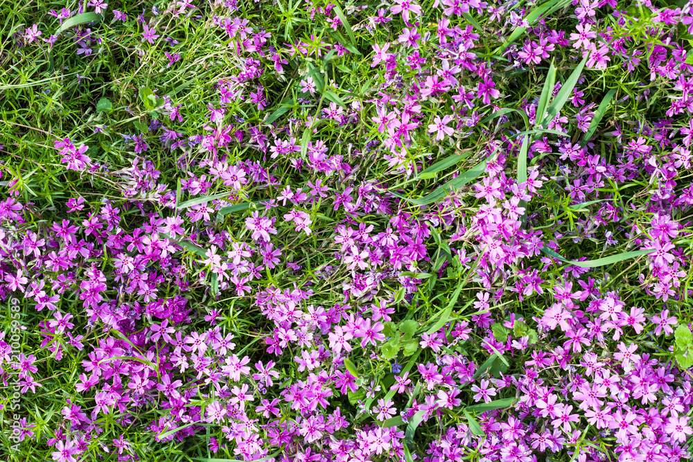 pink flowers of phlox subulata on green lawn pink flowers of phlox subulata on green lawn