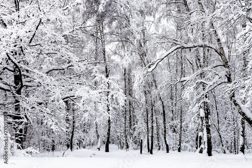 birch grove and oak tree in snowy forest in winter