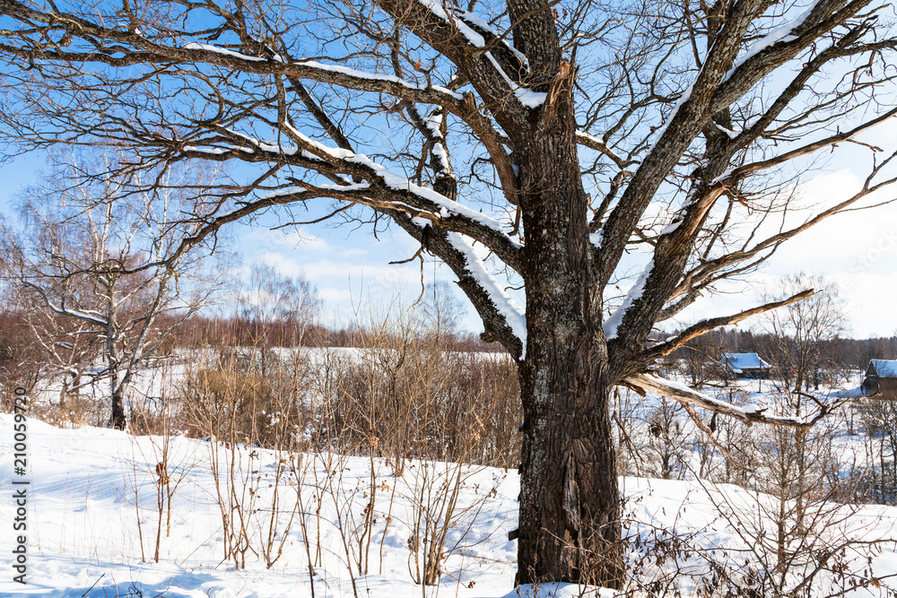 view of old birch in sunny winter day in village view of old birch in sunny winter day in village