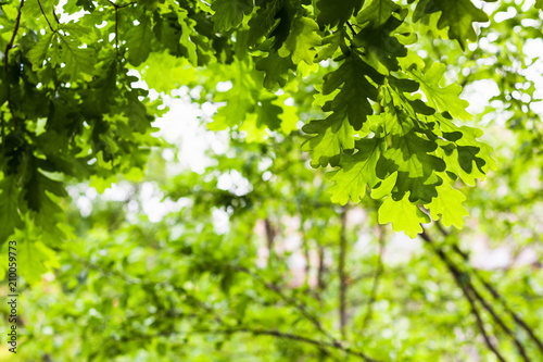 oak twigs with green leaves in forest in summer