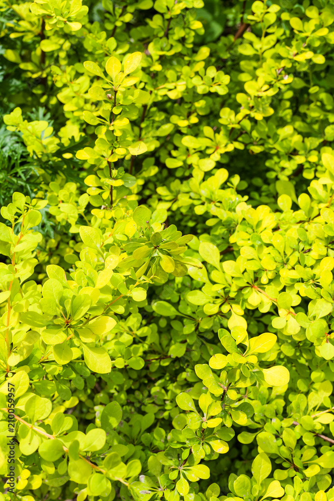 leaves of yellow Thunbergs Barberry plant leaves of yellow Thunbergs Barberry plant