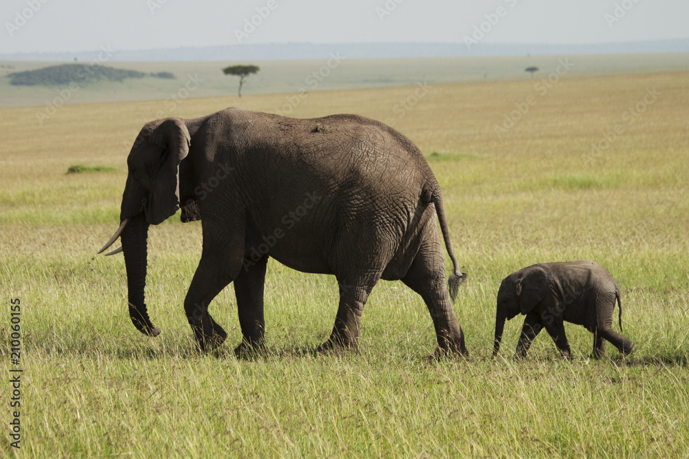 Young Elephant following Mom