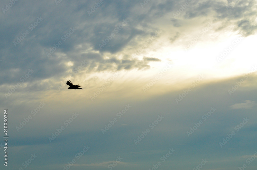 Black bird flying with sunset background