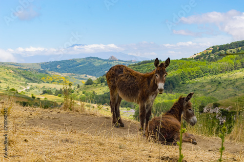 Two donkeys on a mound in a meadow in the mountains