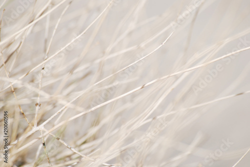 Blurred white dried desert plant background