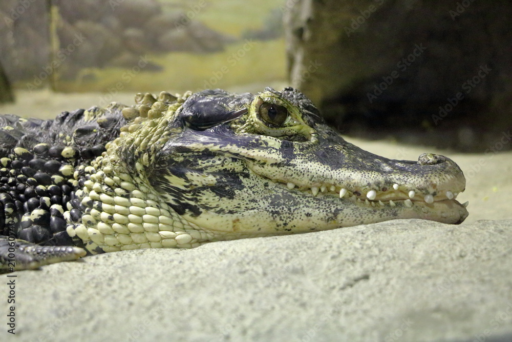 Fototapeta premium Crocodile close up