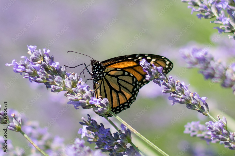 Fototapeta premium Butterfly in a lavender plant