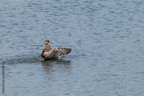 Female mallard duck bathing in lake water