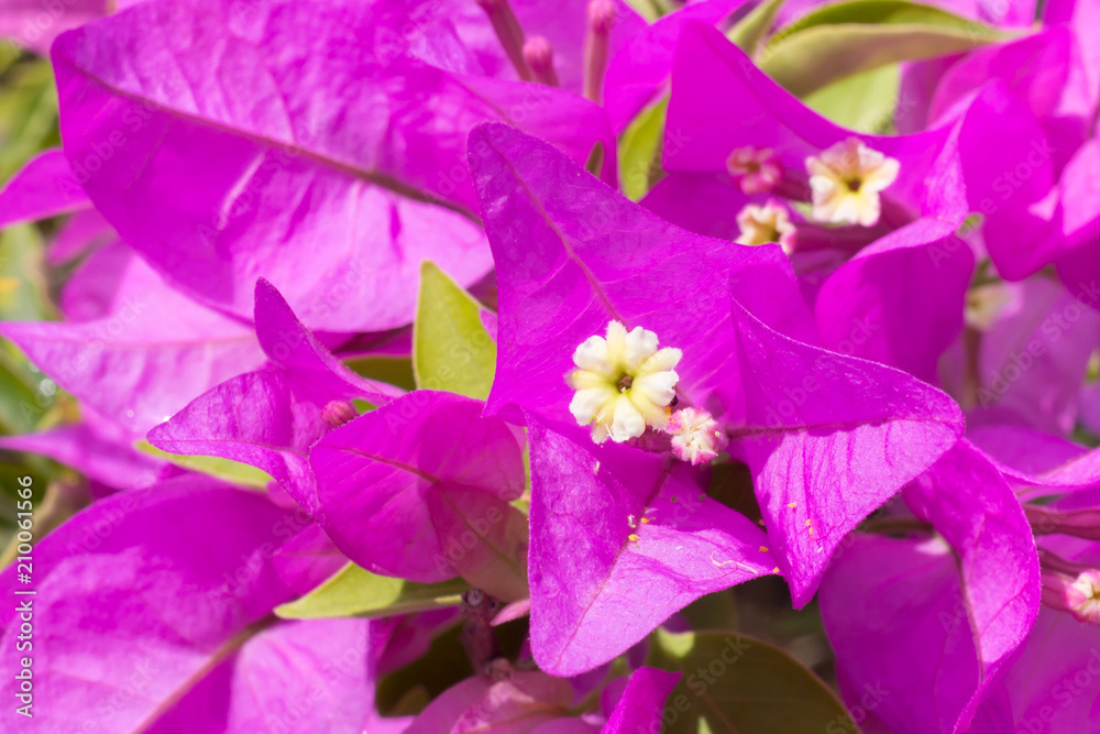 Pink flower Bougainvillea closeup