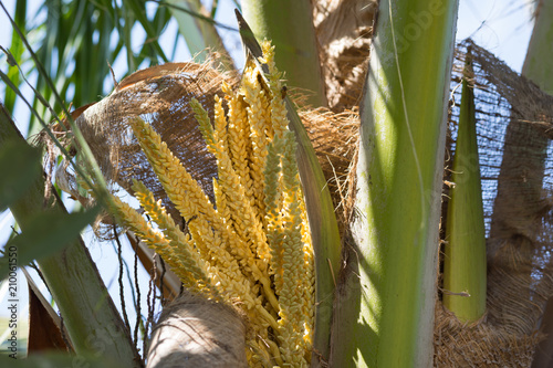 Flowering coconut tree