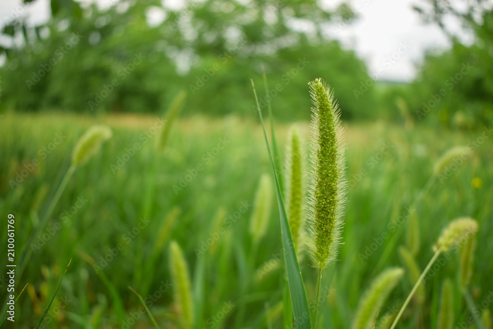 Close up of fresh morning green wheat in spring Close up of fresh morning green wheat in spring