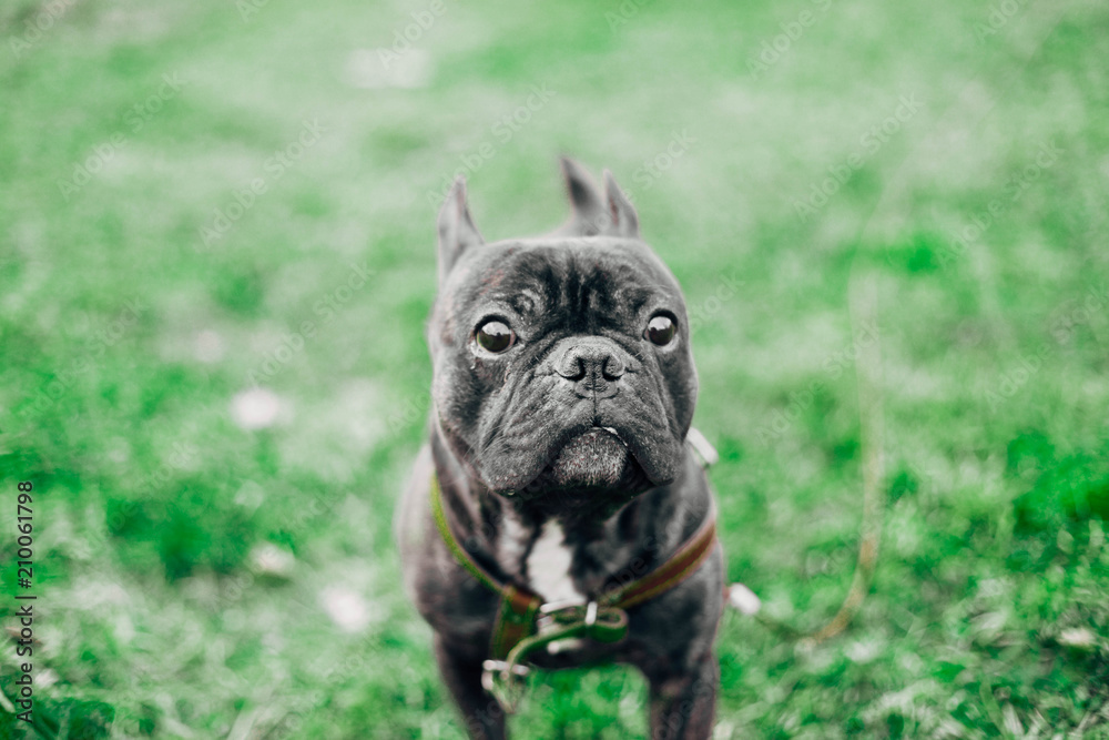 Black charismatic French bulldog on a walk. clever dog. Black charismatic French bulldog on a walk. clever dog.