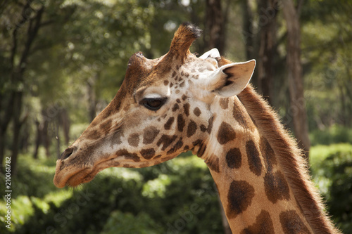 Giraffe Head Profile