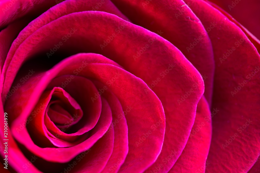 Macro of centre of beautiful, velvety red rose Macro of centre of beautiful, velvety red rose