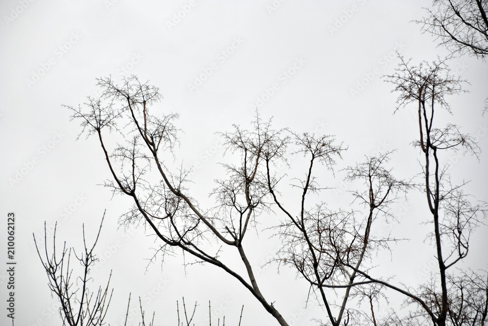 detail of a plant in a foggy day detail of a plant in a foggy day