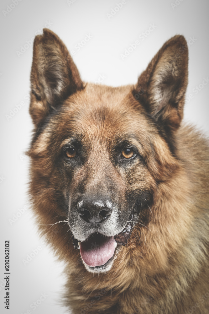 Studio portrait of an expressive German Shepherd dog against neutral background Studio portrait of an expressive German Shepherd dog against neutral background