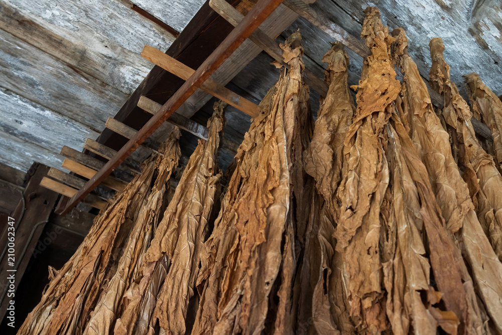 Tobacco leaves hung up to dry in a barn