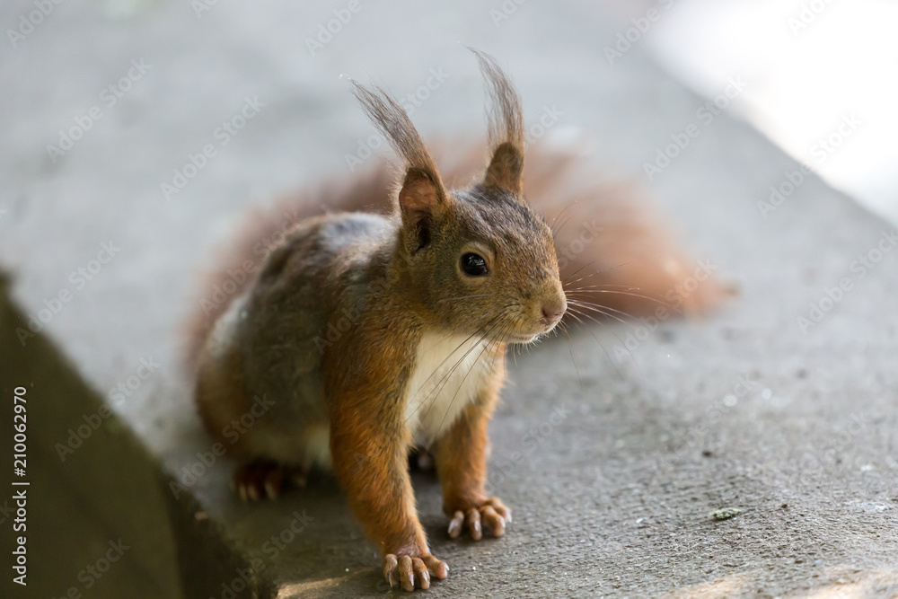 Fototapeta premium Squirrel play
