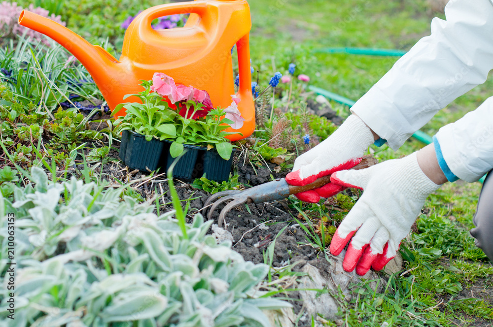Fototapeta premium Spring works in the garden, care of plants, planting flowers.
